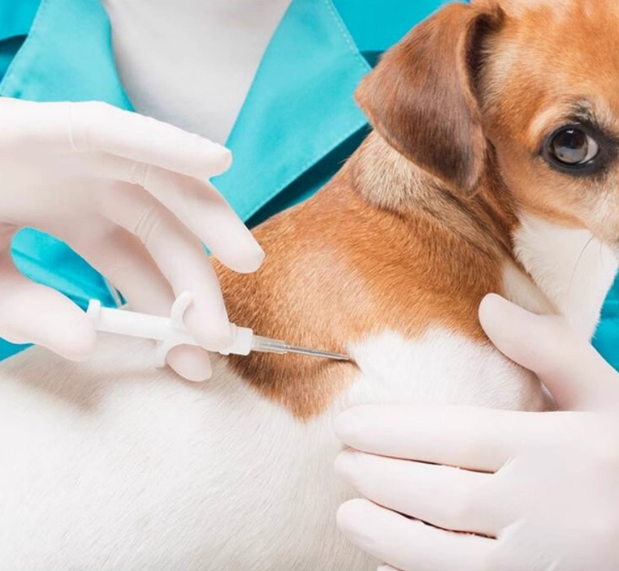 Scanner Microchip Animali Domestici - 134.2 KHz ISO11784/85 FDX B - Lettore USB Ricaricabile - Foto 11